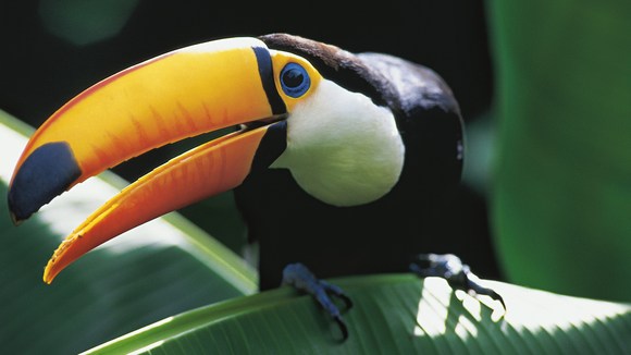 Photo du film Amazonia