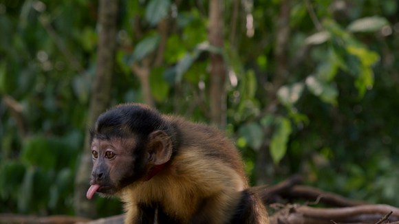 Photo du film Amazonia