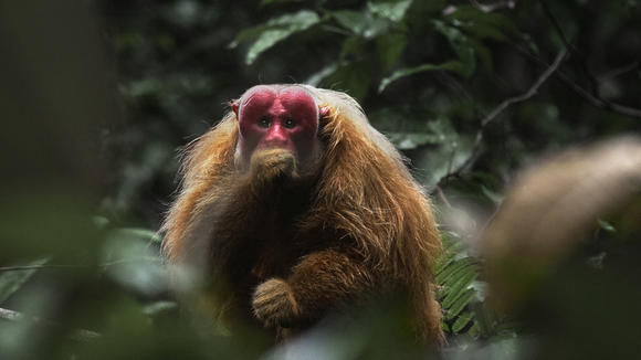 Photo du film Amazonia