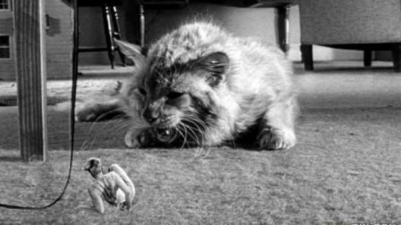 Photo du film The Incredible Shrinking Man
