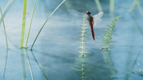 Photo du film La Clé des champs