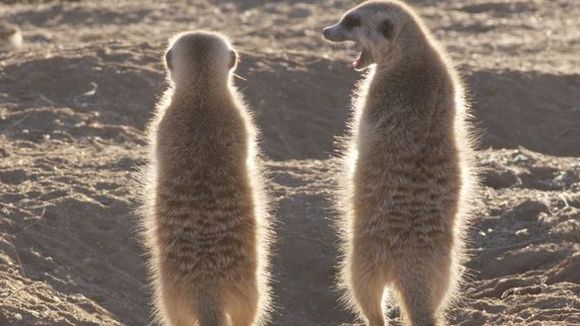 Photo du film Meerkats