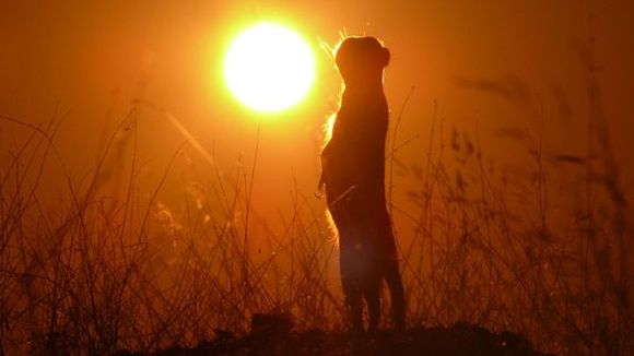 Photo du film Meerkats