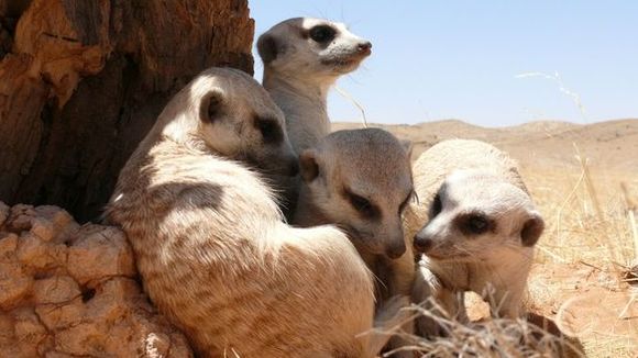 Photo du film Meerkats
