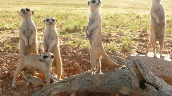 Photo du film Meerkats