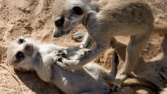 Photo du film Meerkats