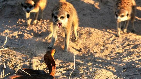 Photo du film Meerkats