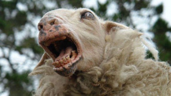 Photo du film Black Sheep