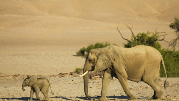 Photo from the movie Disneynature: Earth