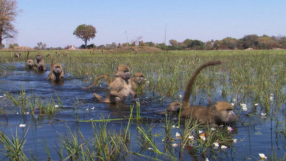 Photo from the movie Disneynature: Earth