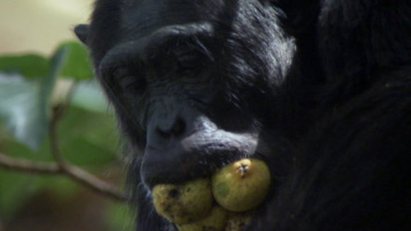 Photo from the movie Disneynature: Earth