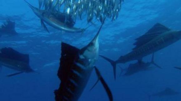 Photo from the movie Disneynature: Earth