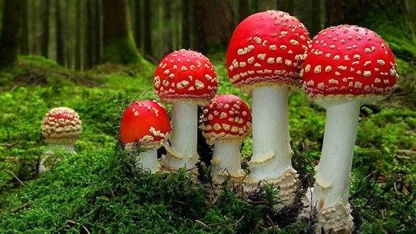 Photo du film Fantastic Fungi