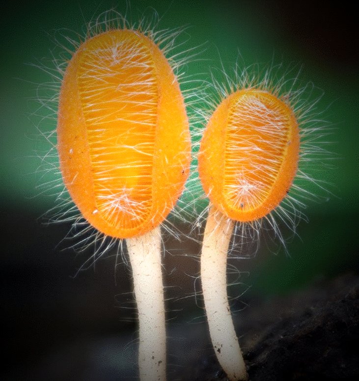 Photo du film Fantastic Fungi