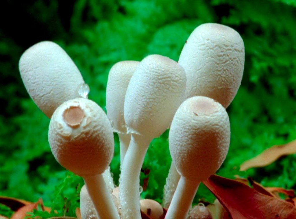 Photo du film Fantastic Fungi