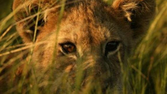 Photo from the movie The Last Lions