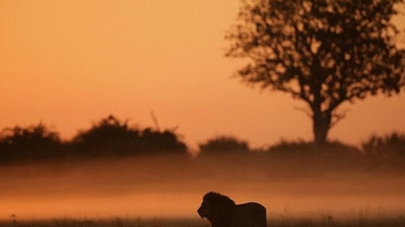 Photo from the movie The Last Lions