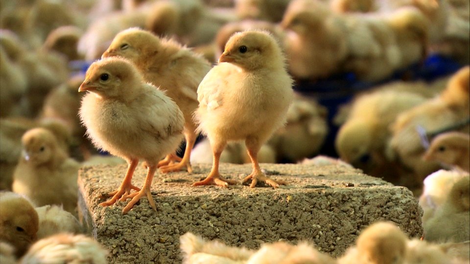 Photo from the movie H.O.P.E.: What You Eat Matters