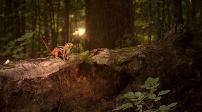 Photo from the movie Tiny Giants