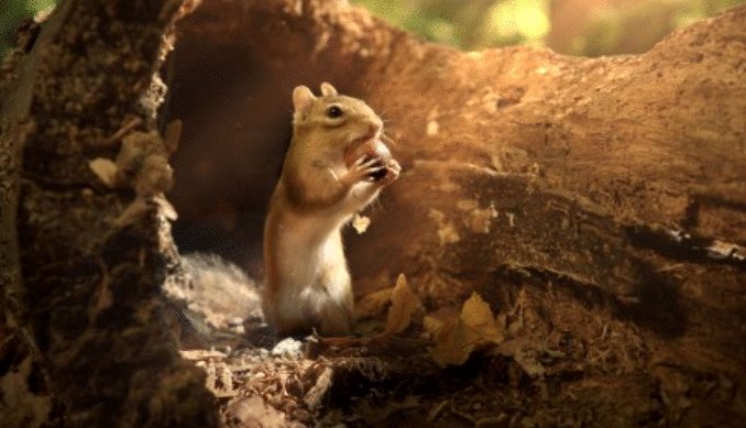 Photo from the movie Tiny Giants