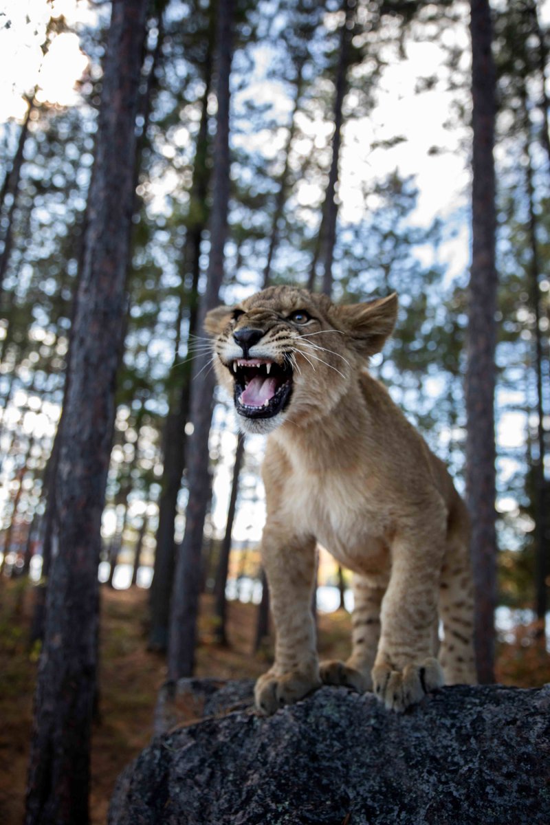Photo from the movie The Wolf and the Lion