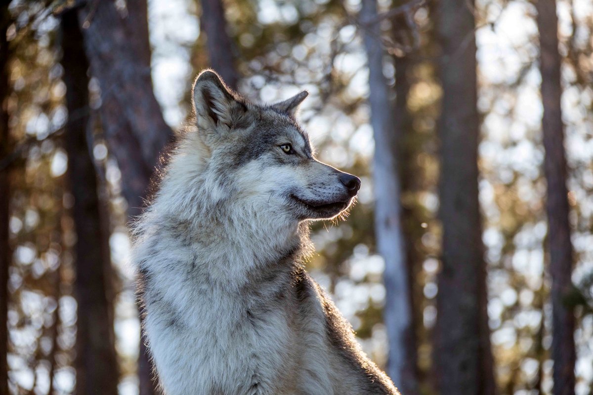 Photo from the movie The Wolf and the Lion