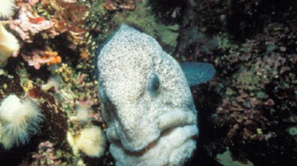 Photo du film Sous les mers du monde
