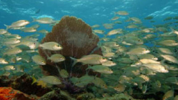 Photo du film Sous les mers du monde