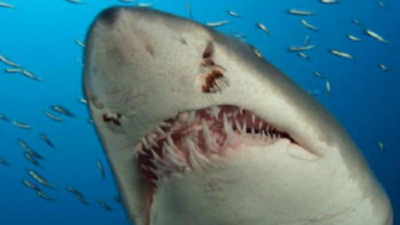Photo du film Sous les mers du monde
