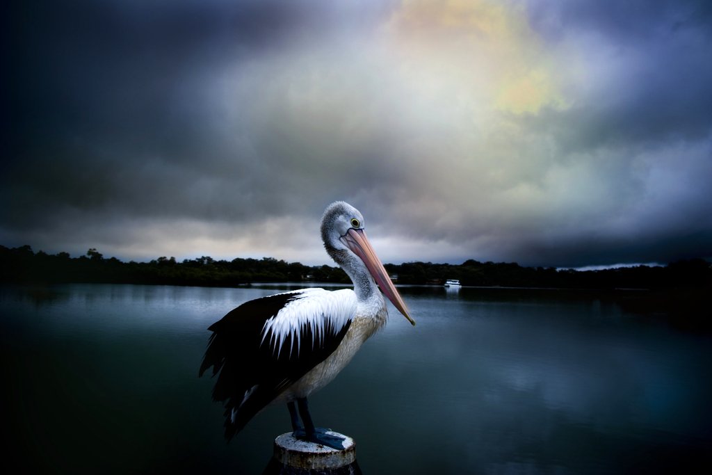 Photo from the movie Storm Boy