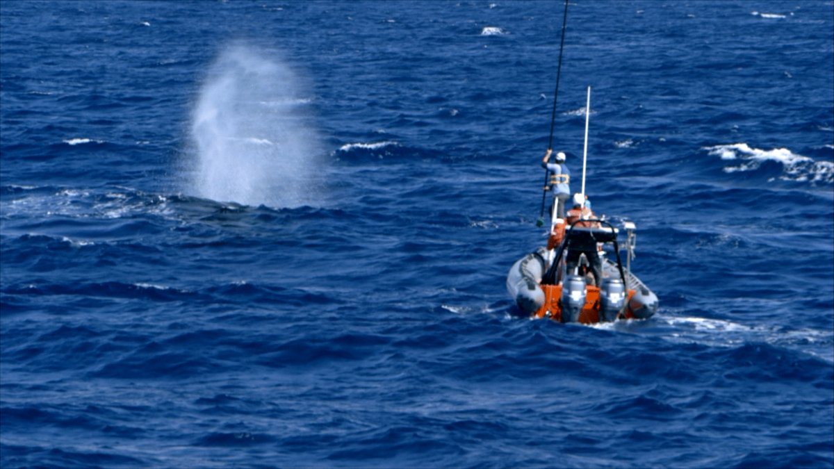 Photo du film The Loneliest Whale: The Search for 52