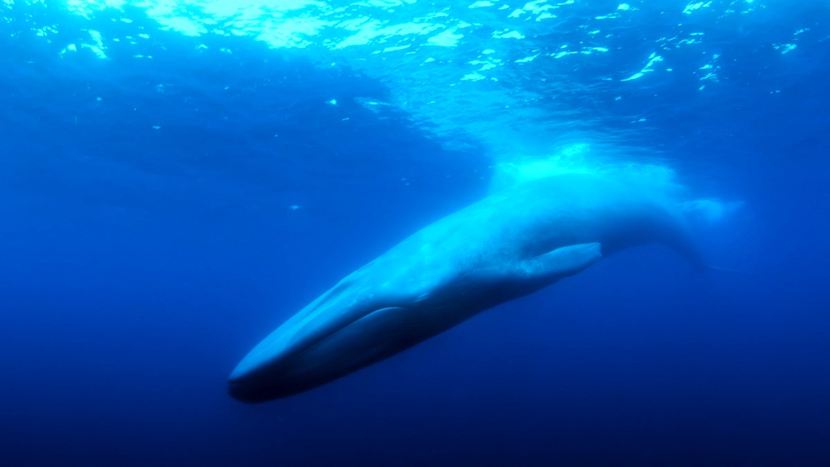 Photo du film The Loneliest Whale: The Search for 52