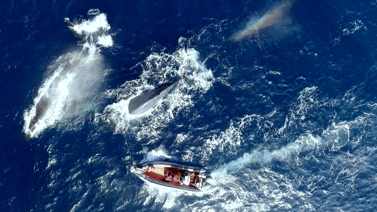 Photo du film The Loneliest Whale: The Search for 52