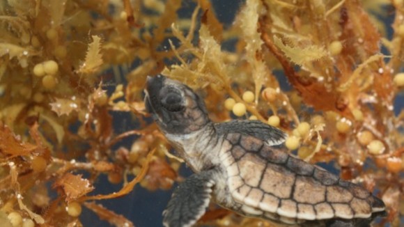 Photo du film Turtle: The Incredible Journey