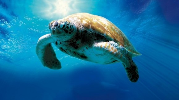 Photo du film Turtle: The Incredible Journey