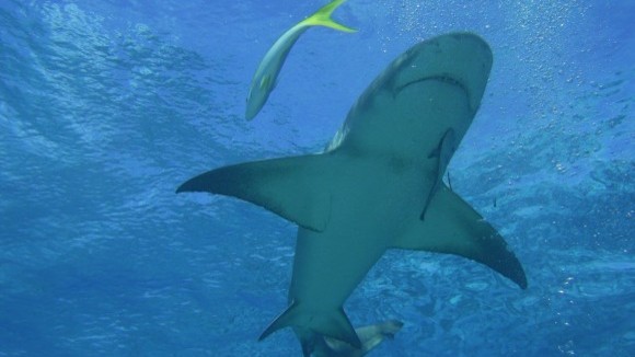 Photo du film Turtle: The Incredible Journey