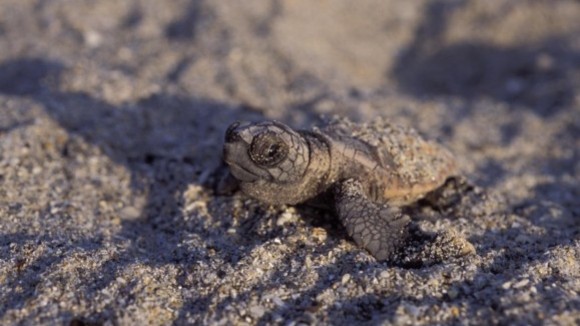 Photo du film Turtle: The Incredible Journey