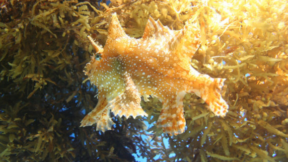 Photo du film Turtle: The Incredible Journey