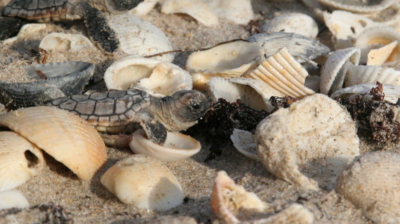 Photo du film Turtle: The Incredible Journey