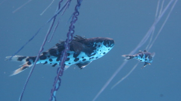 Photo du film Turtle: The Incredible Journey