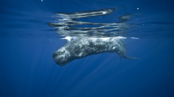 Photo du film Turtle: The Incredible Journey