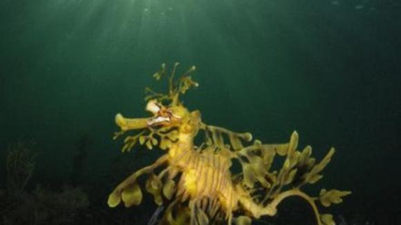 Photo du film Merveilles des mers