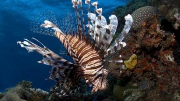 Photo du film Merveilles des mers