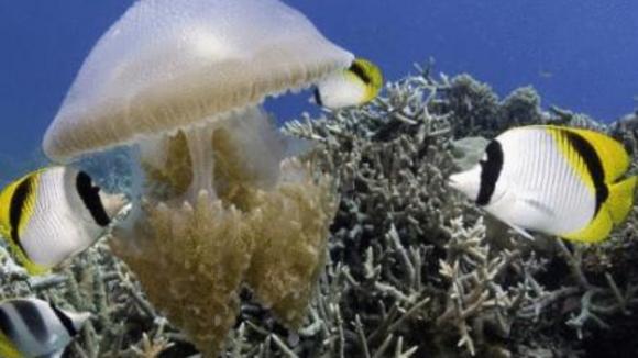 Photo du film Merveilles des mers