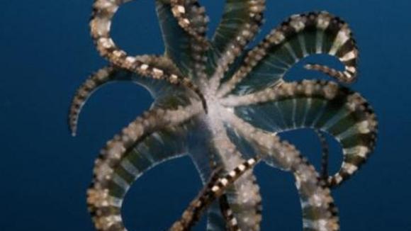 Photo du film Merveilles des mers