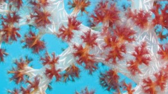 Photo du film Merveilles des mers