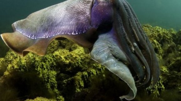 Photo du film Merveilles des mers