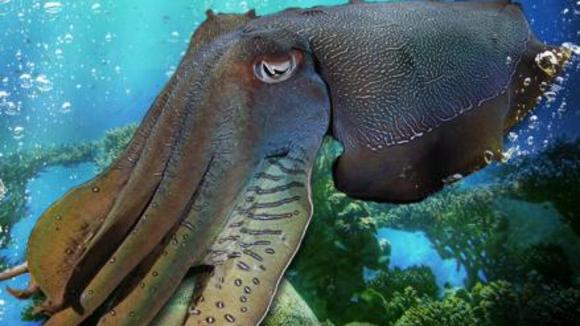 Photo du film Merveilles des mers