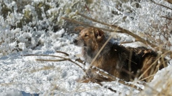 Photo du film Darling Companion