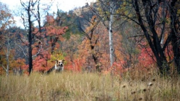 Photo du film Darling Companion